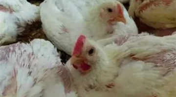 تباين أسعار الدواجن والبيض في الأسواق المصرية خلال تعاملات يوم الخميس